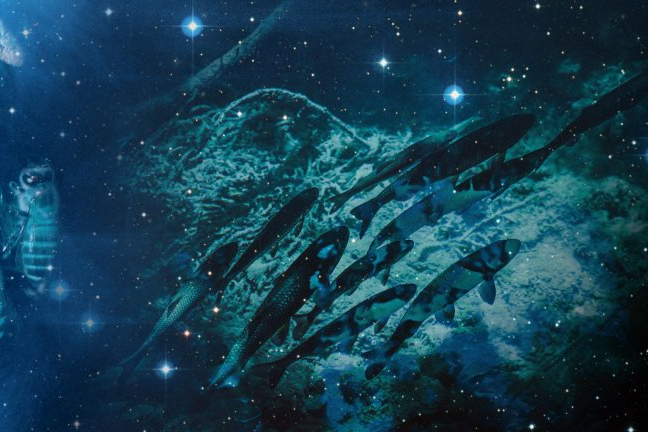 Schwarmintelligenz-Qiio